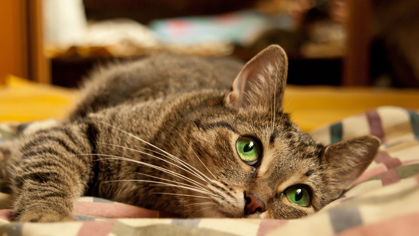 A green-eyed cat lying down