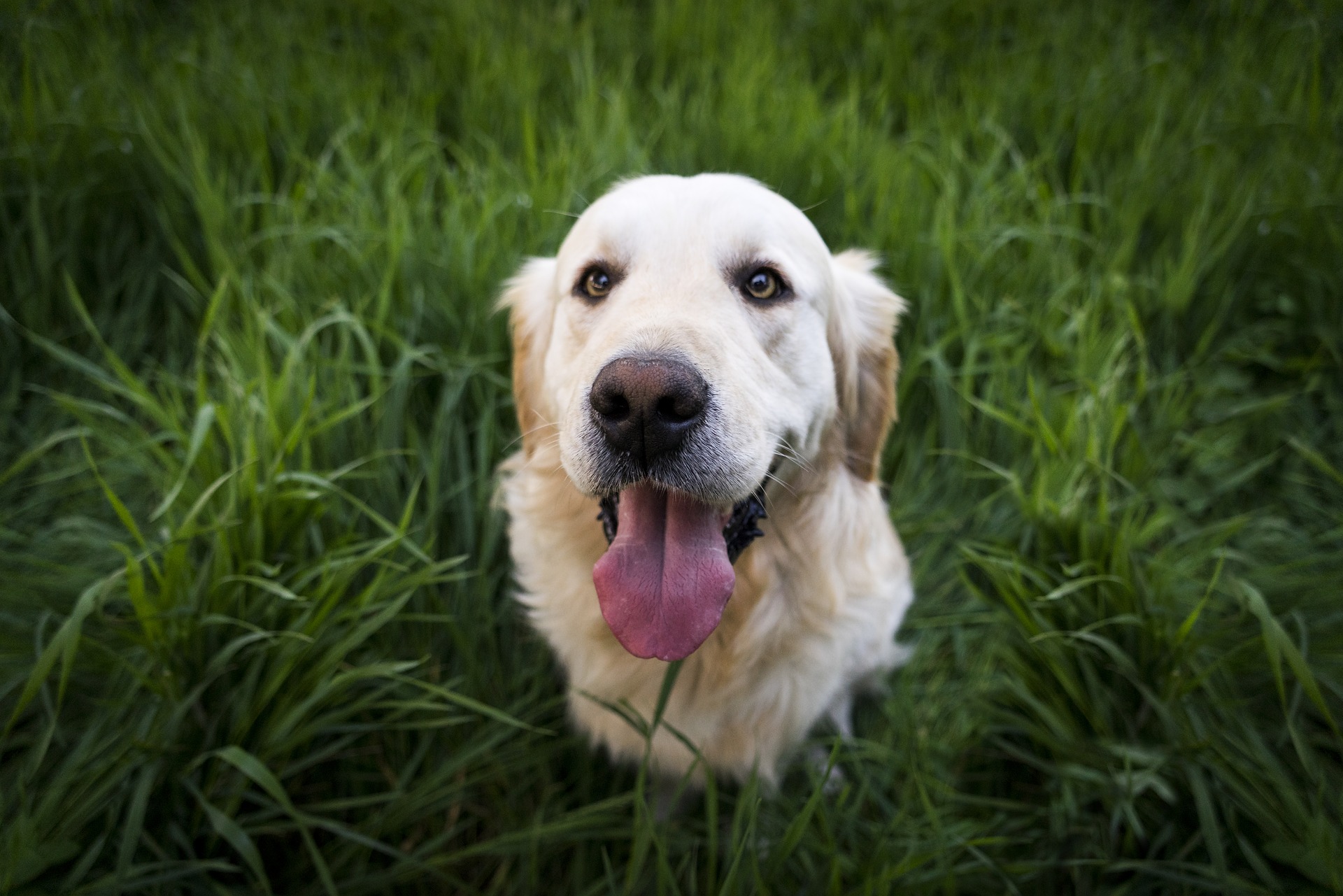 Adult Golden Retriever with tongue sticking out