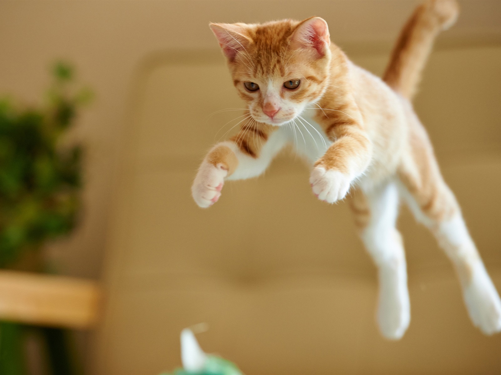 Yellow and white kitten jumping