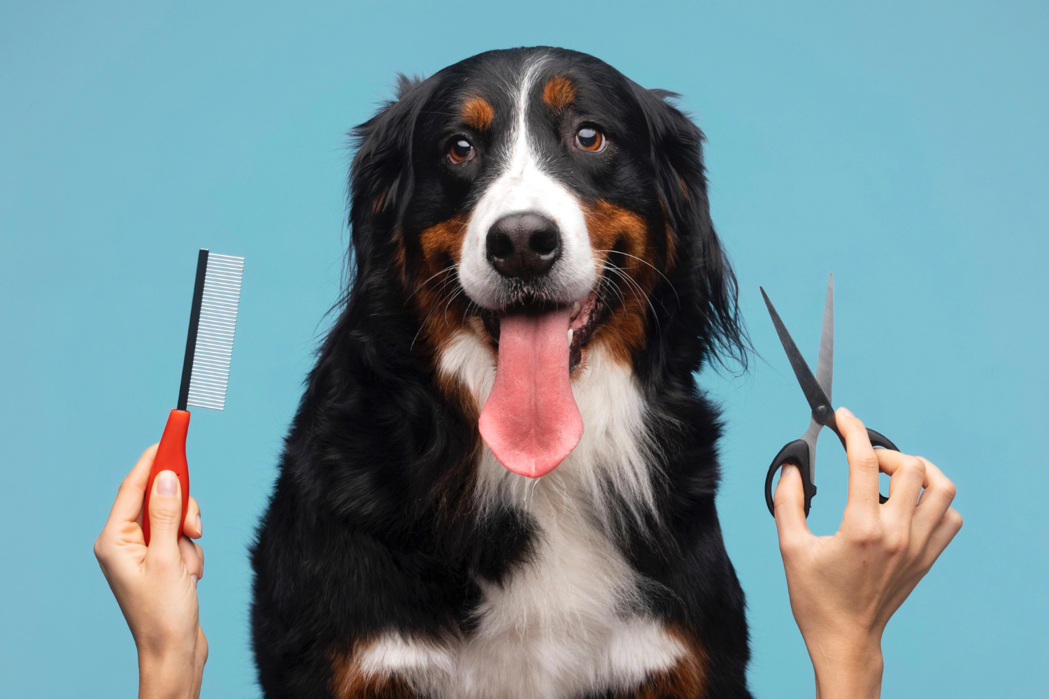 Grooming and brushing in dog care