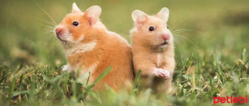 Syrian Hamster Characteristics, Care, and Lifespan