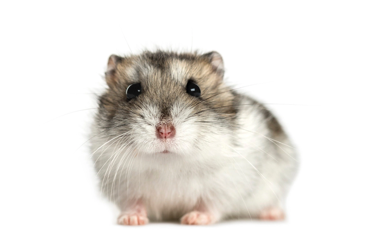 Hamster with white and gray fur