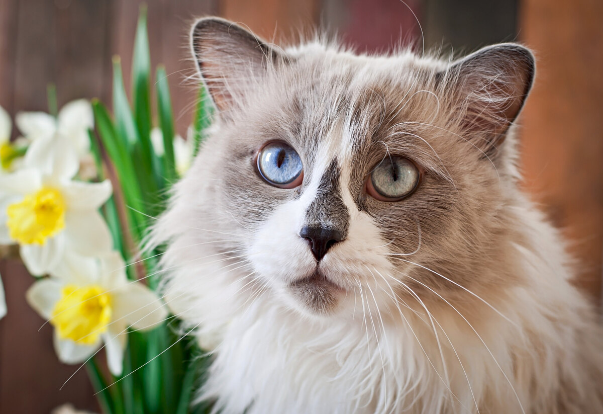 Ragdoll cat with slightly crossed blue eyes