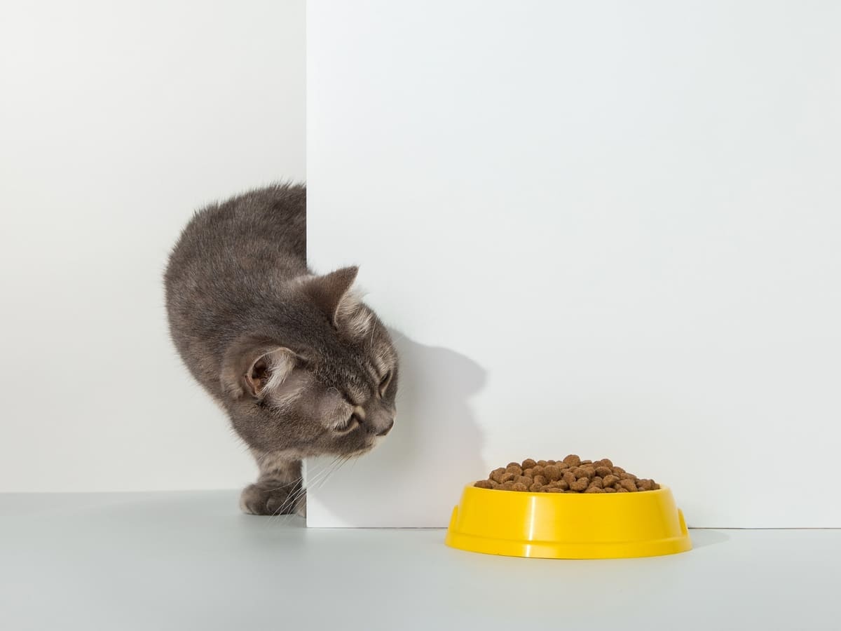 cat eating cat food