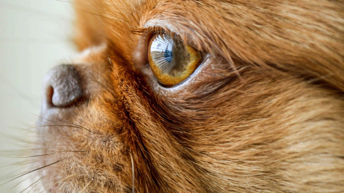 My Dog's Eye is Discharging, What Should I Do? Eye Discharge in Dogs