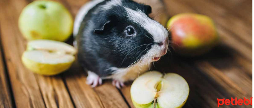 What Do Guinea Pigs Eat? Fresh Foods That Can Be Given