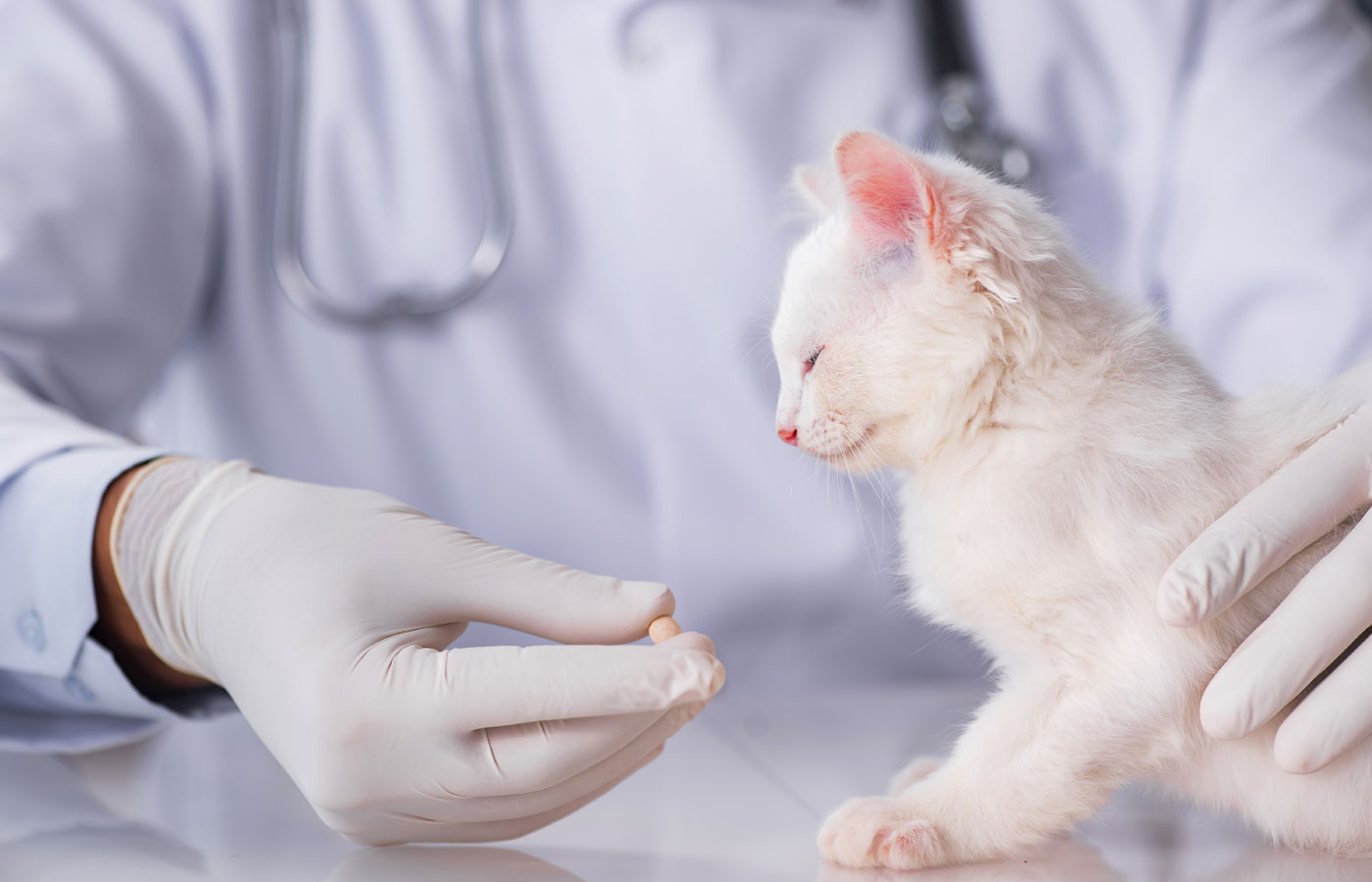 White cat given medication by a veterinarian