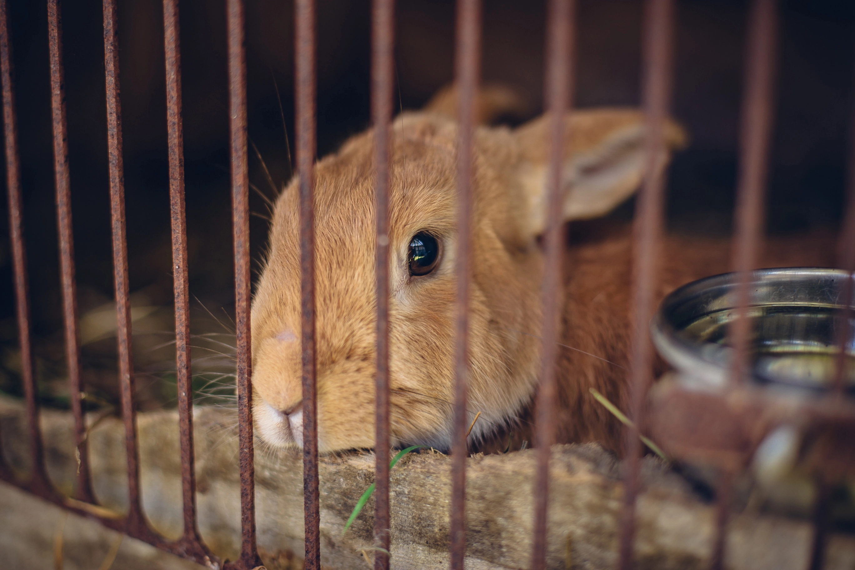 A rabbit sitting in its cage