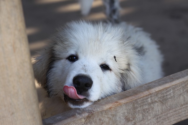 White Great Pyrenees puppy