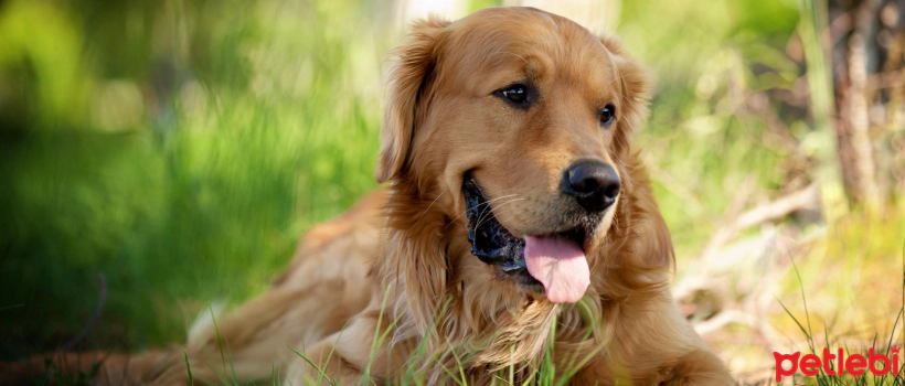 How to Care for a Dog in the Garden?