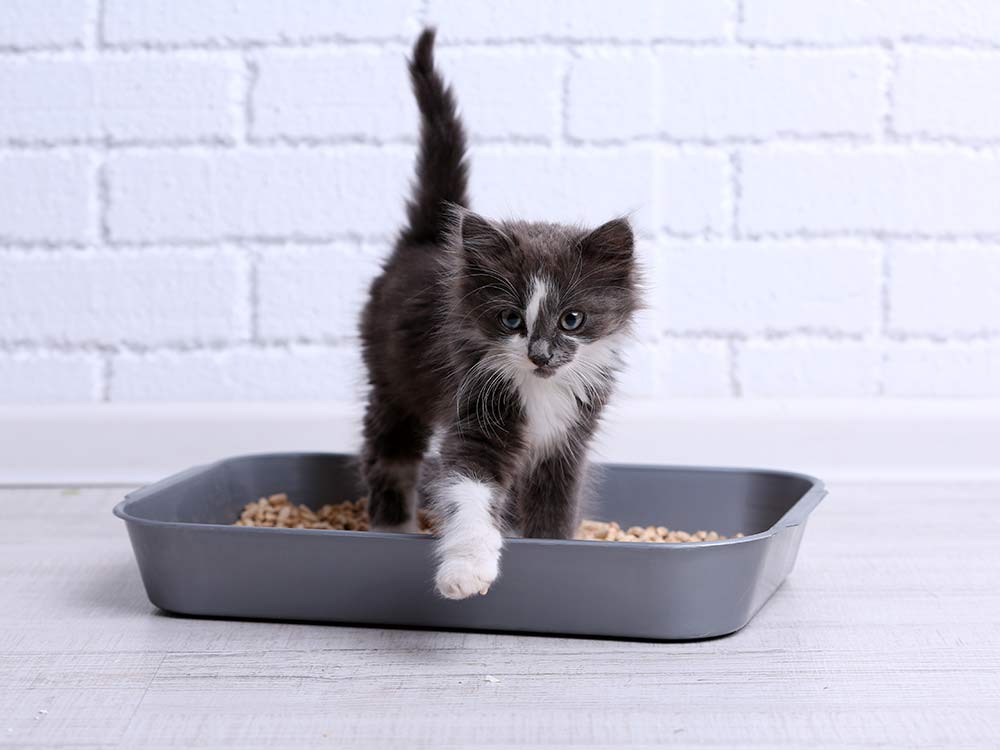 Kitten coming out of the toilet