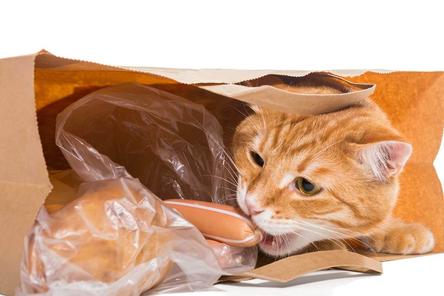 Cat trying to bite into packaged items in a shopping bag