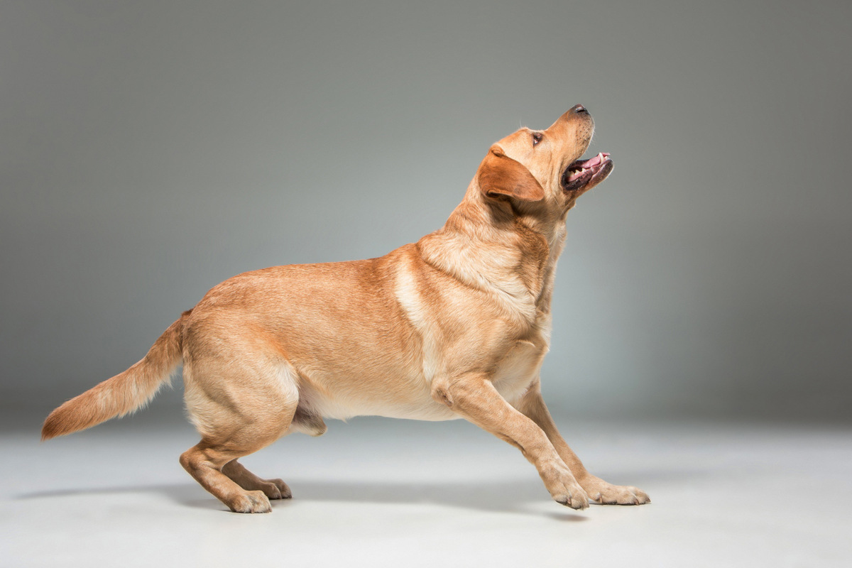 Labrador Retriever wanting an exciting game
