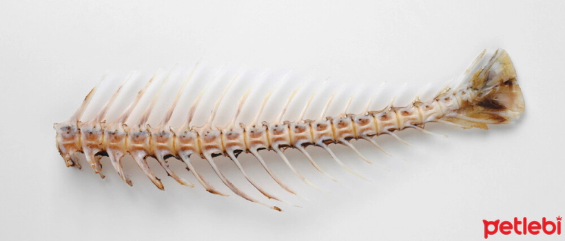 Can Cats Eat Fish Bones?