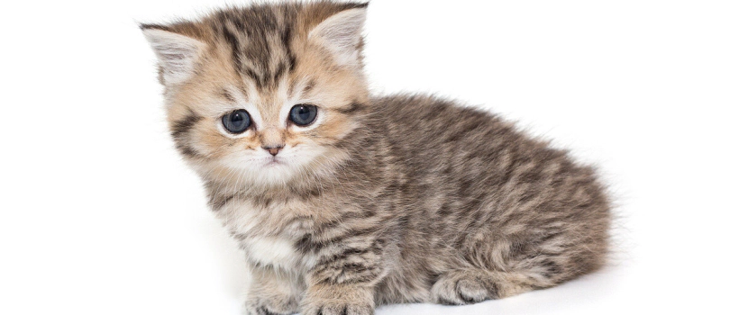 Munchkin Cat Characteristics, Care and Feeding