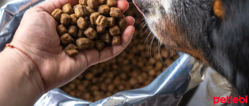 The Importance of Fiber in Dog Nutrition