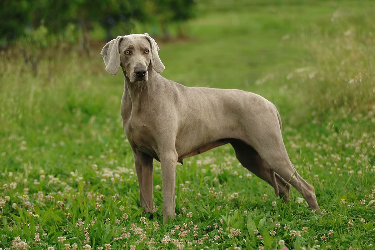 Large gray dog standing in a wooded area