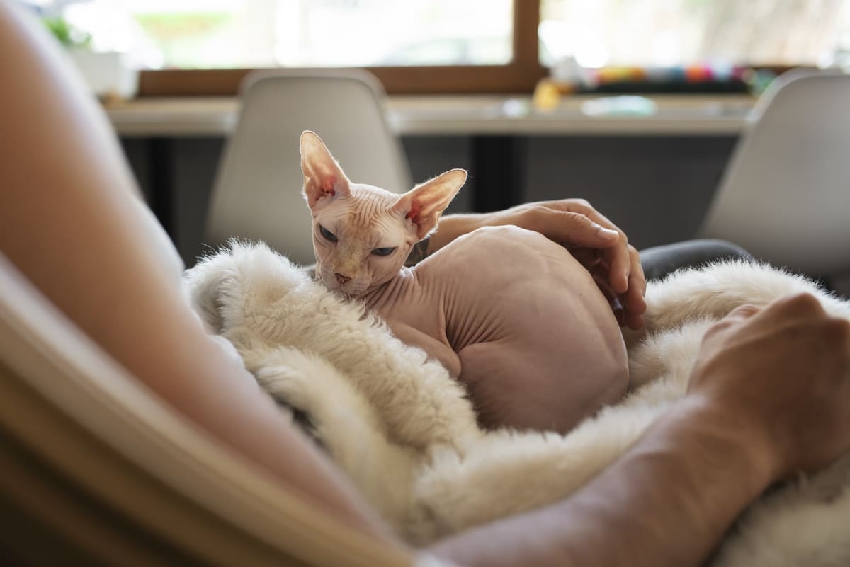 Sphynx cat lying on a blanket