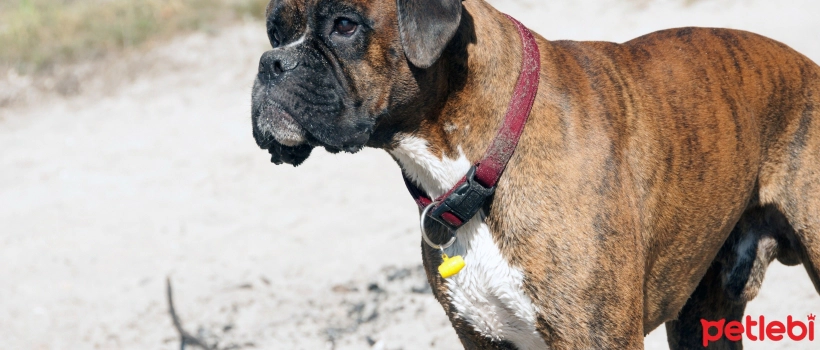 Cushing Syndrome in Dogs