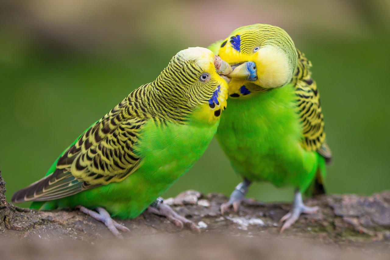 Budgies with intertwined beaks