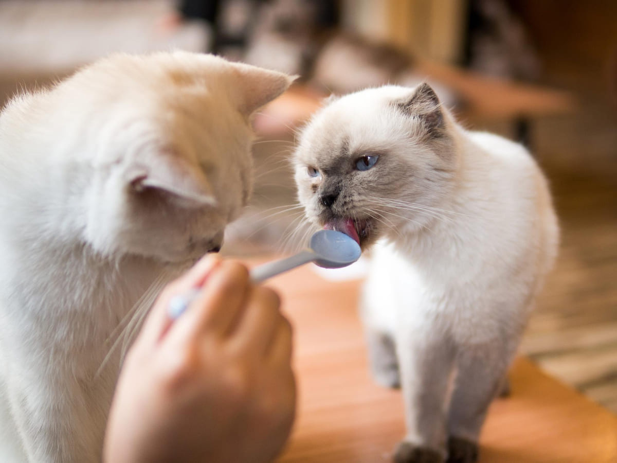 Cat eating treat from a spoon
