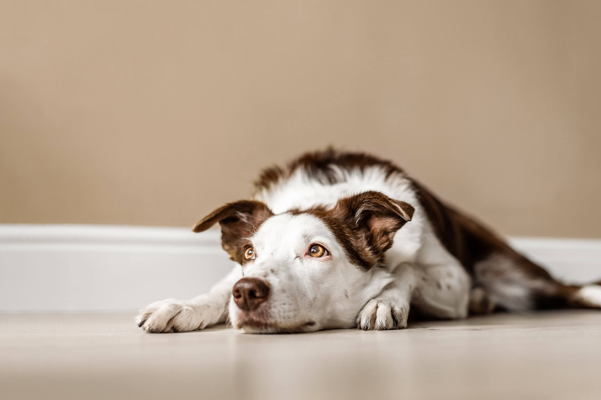 Dog lying alone