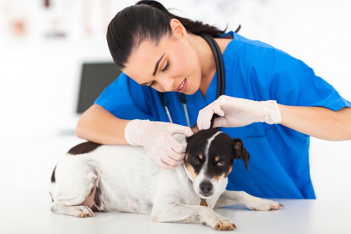 Dog being checked by a veterinarian