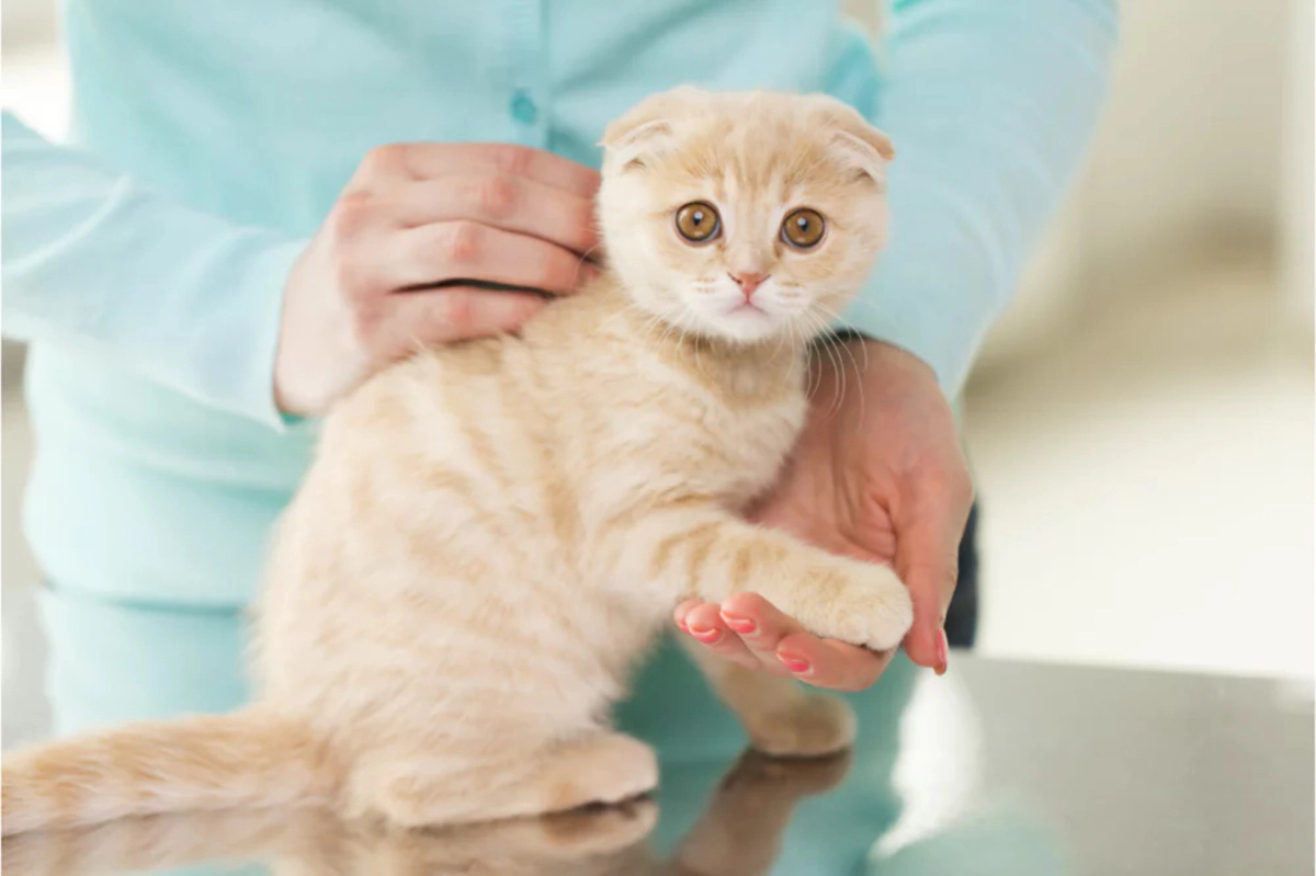 Scottish Fold checked by a veterinarian