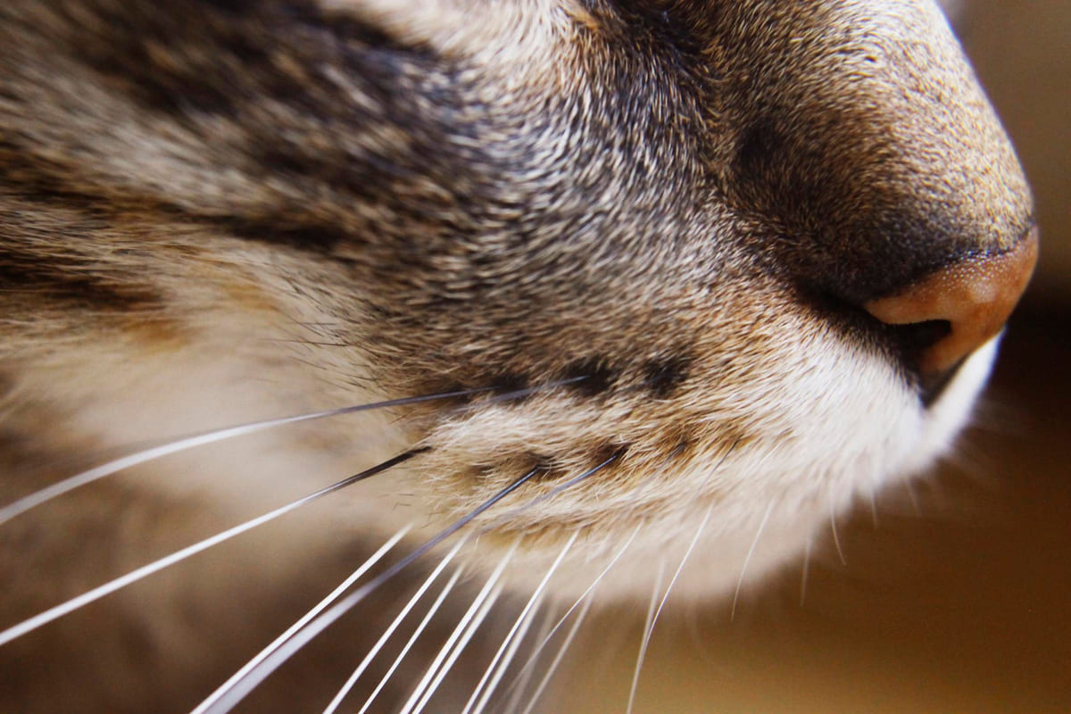 Whiskers, part of the cat's nervous system