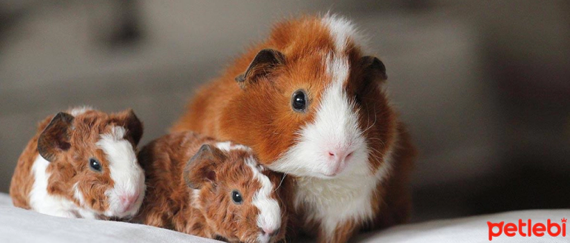 What You Need to Know About Reproduction and Birth in Guinea Pigs