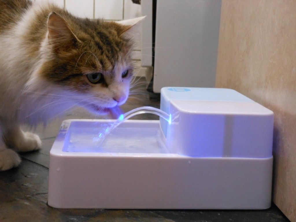 A cat drinking water from an illuminated automatic water bowl