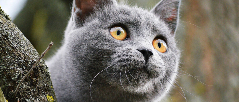 Most Popular Gray Cat Breeds