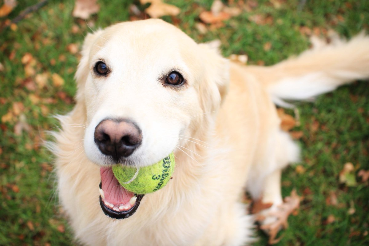 Dog with a tennis ball in its mouth