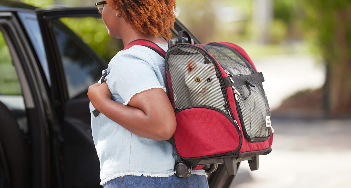 White cat in a carrier
