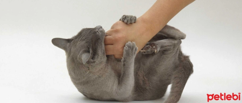Things to Know About Rabbit Kicks in Cats