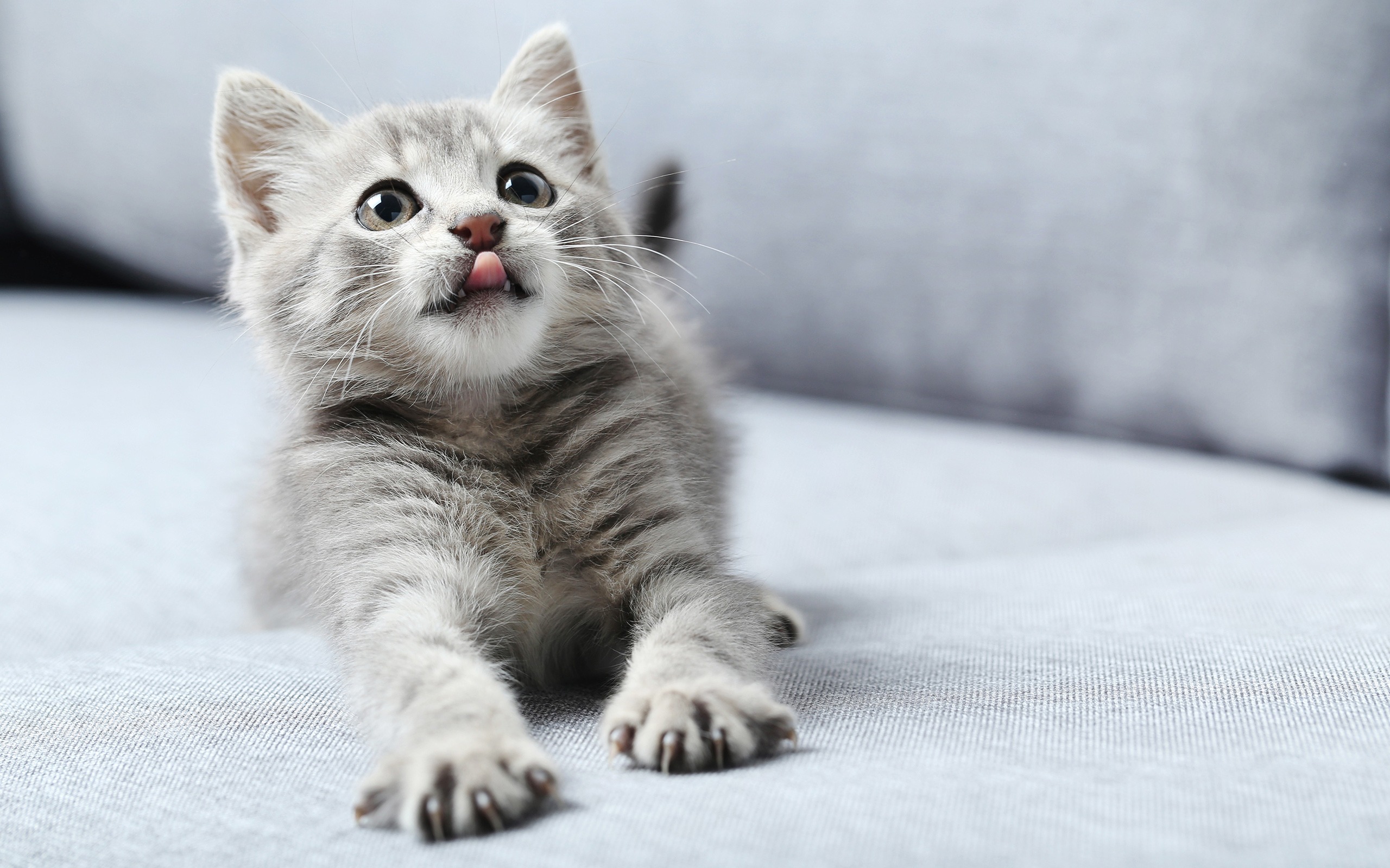Gray kitten with tongue sticking out