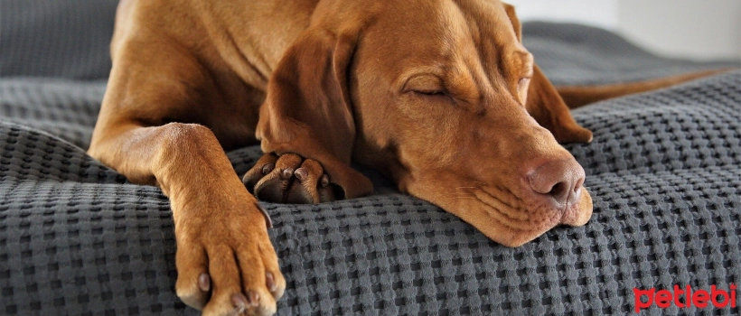 Heartworm Disease in Dogs