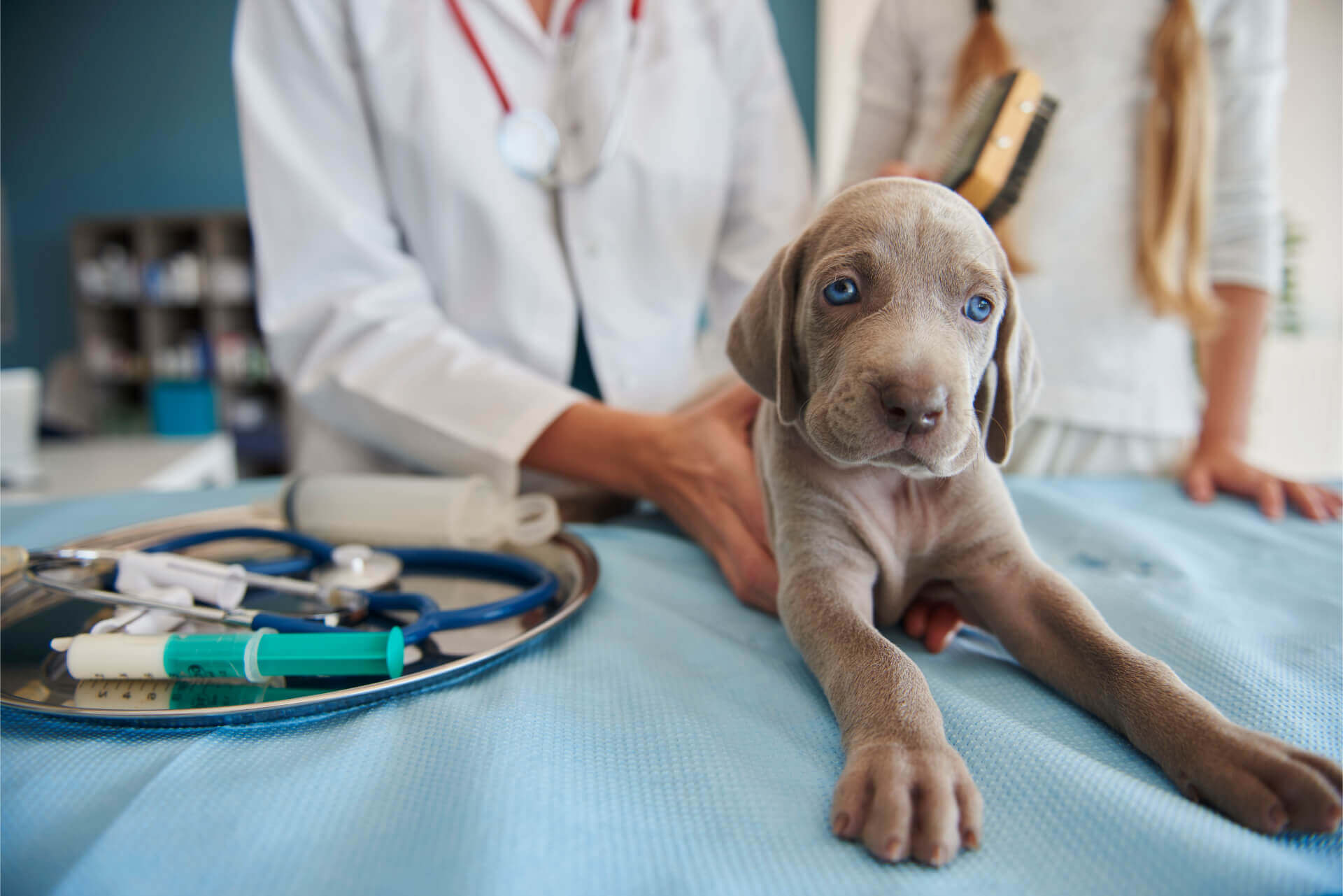 Puppy under vet's supervision