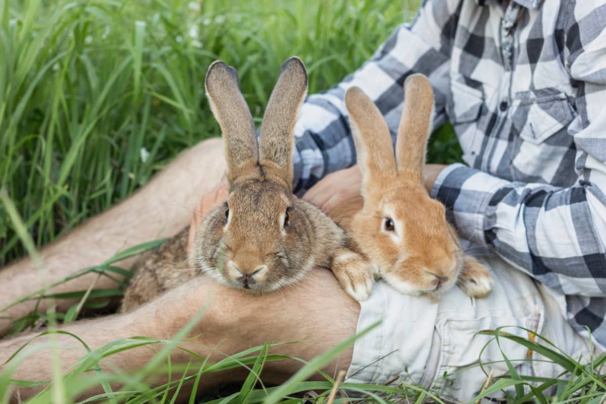 Two large rabbits lying on a man's legs