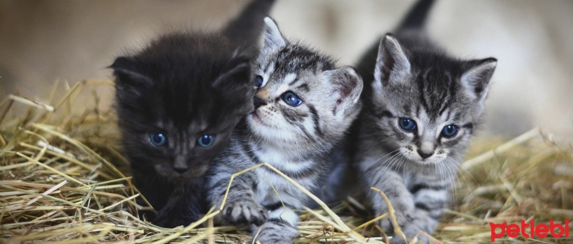 What is Spastic Cat Syndrome?