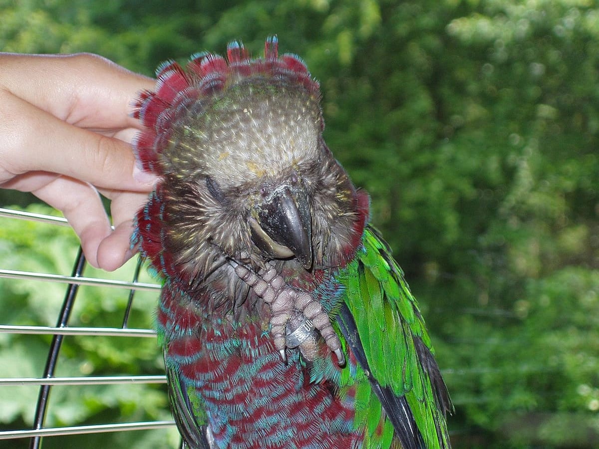 A parrot that endears itself to its owner