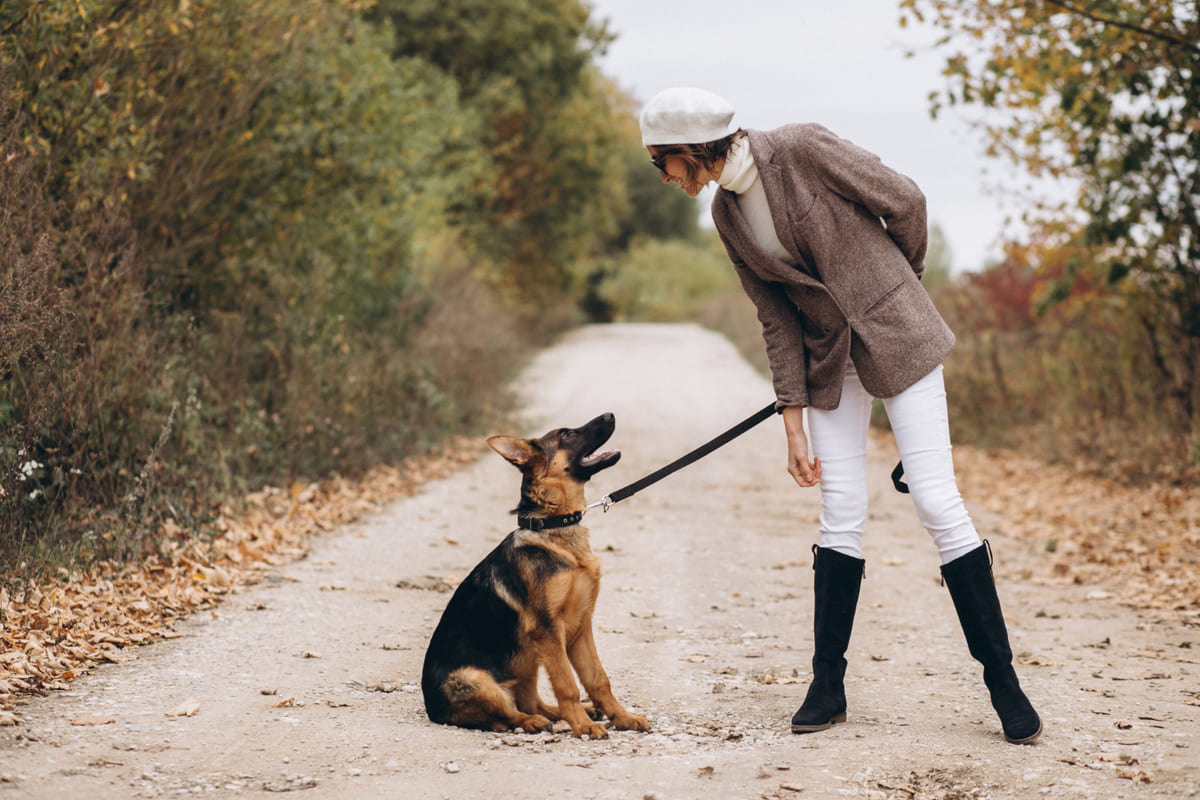 German Shepherd walking outside with its owner