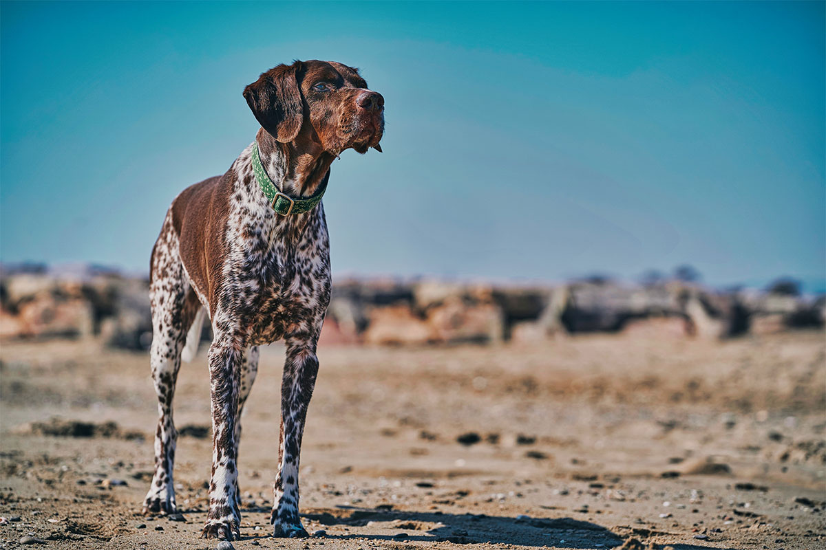 Dog with brown face and brown spotted body