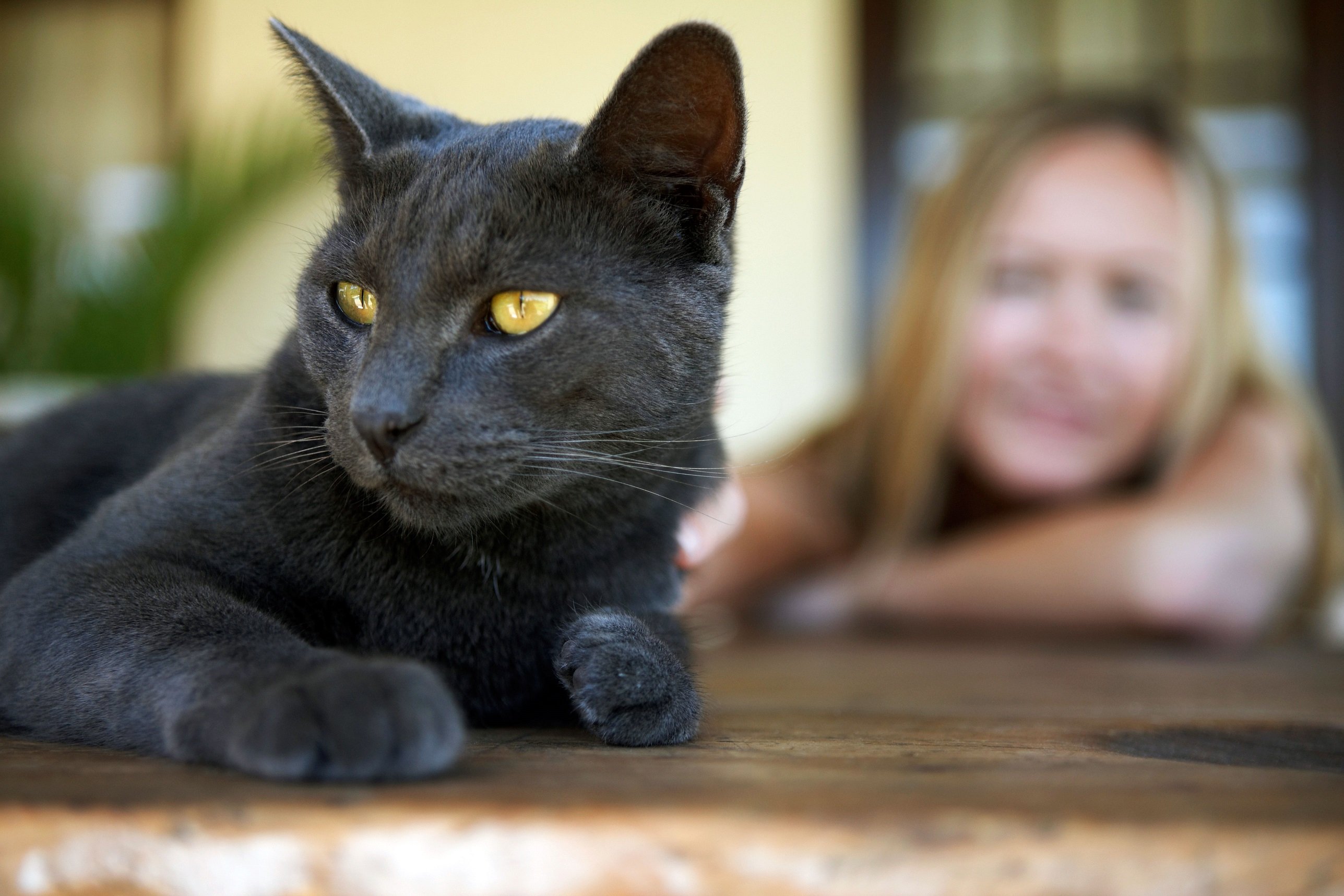 Cat sulking at its owner
