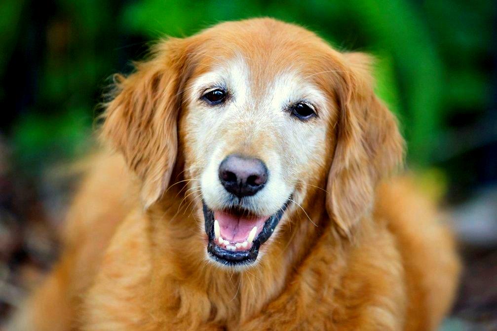 Old Golden Retriever smiling