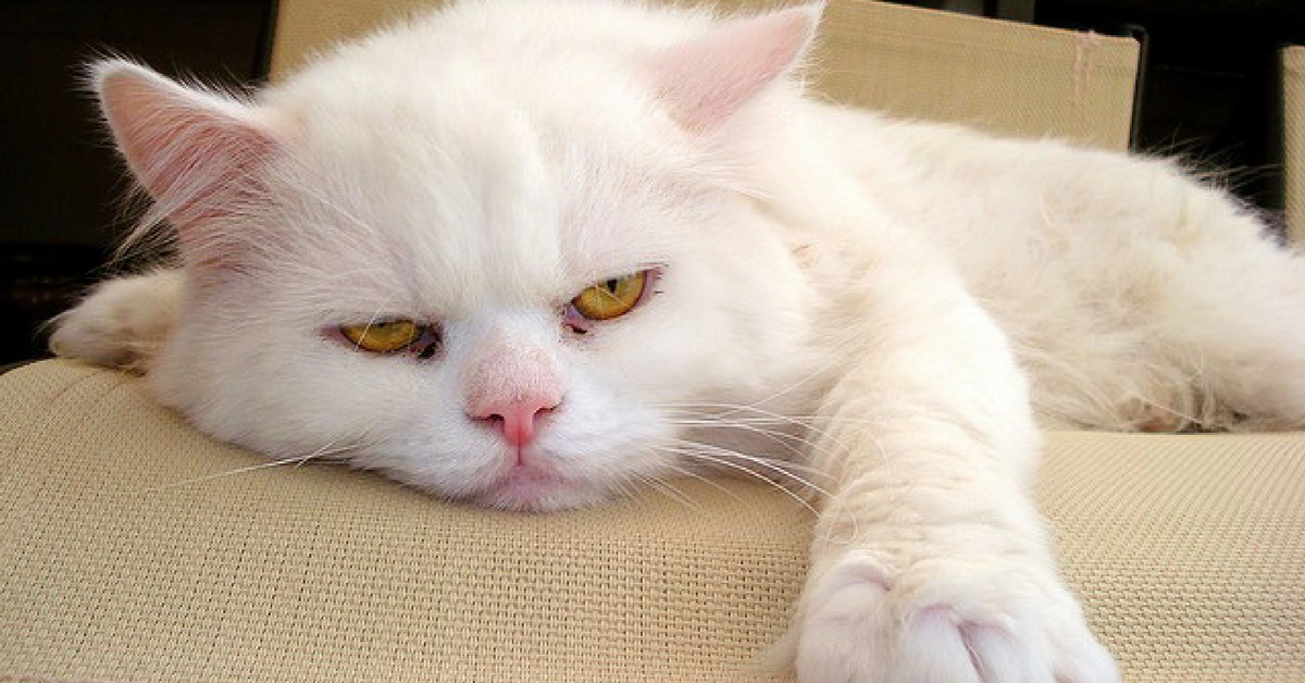 A white cat lying on the sofa with its eyes open