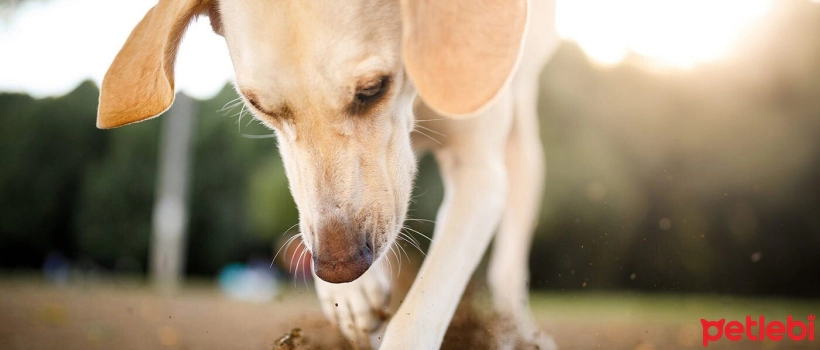 Symptoms and Treatment of Internal Parasites in Dogs
