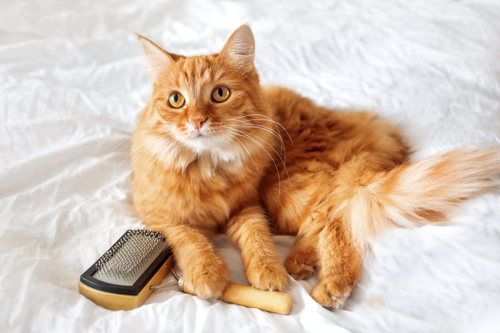 Yellow cat lying with a comb