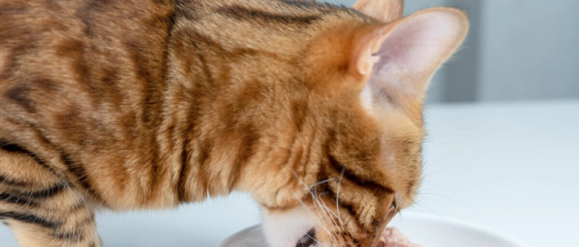 Foods That Cause Weight Gain in Cats