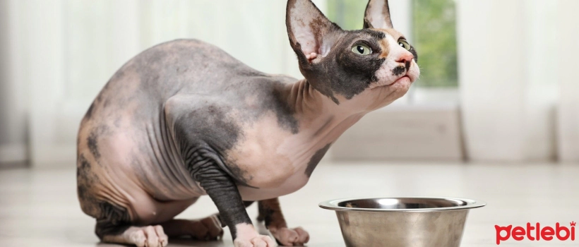 Tips for Choosing Sphynx Cat Food